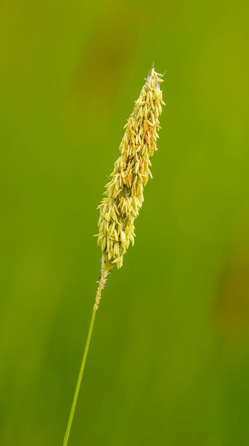 Brown Wheat in Close Up Photography