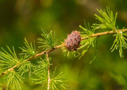 Free Young Pine Cone in Close Up Photography Stock Photo