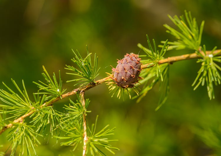 Young Pine Cone In Close Up Photography