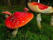 moss, mushrooms, fly agaric