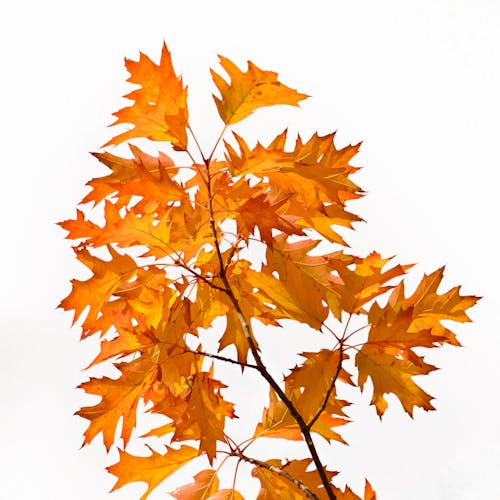 Brown Maple Leaves on White Background