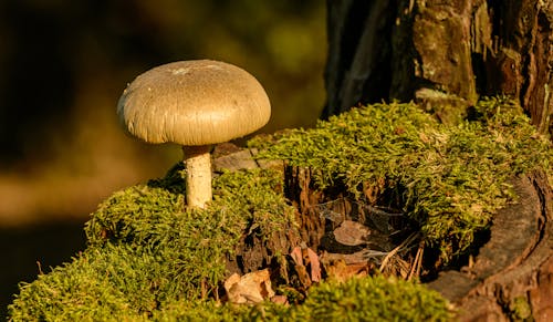 Free Brown Mushroom on Green Moss Stock Photo