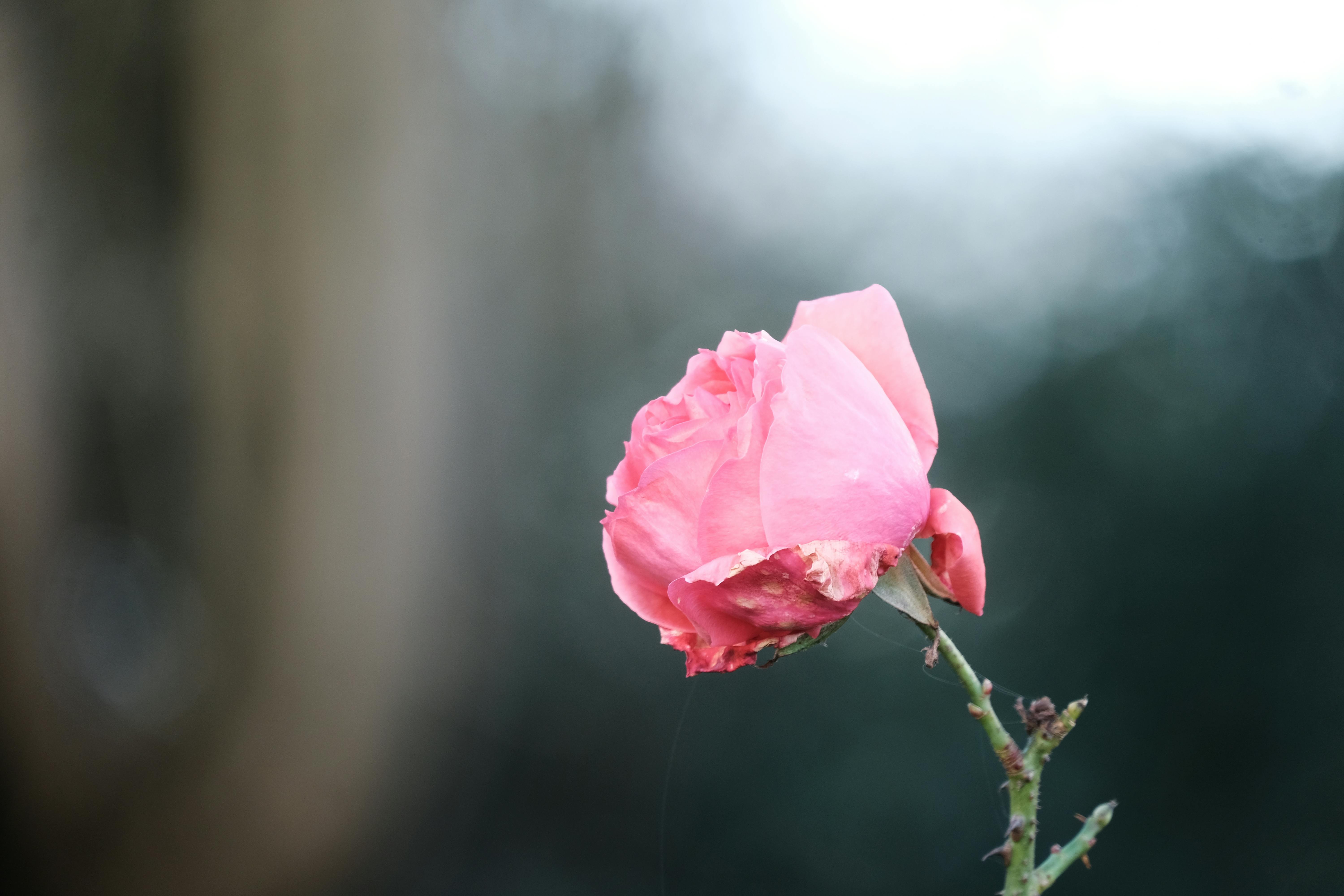 Macro shot of a single pink rose in bloom with blurred green background, capturing nature's beauty.