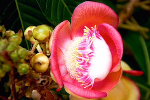 Бесплатное стоковое фото с красивый цветок