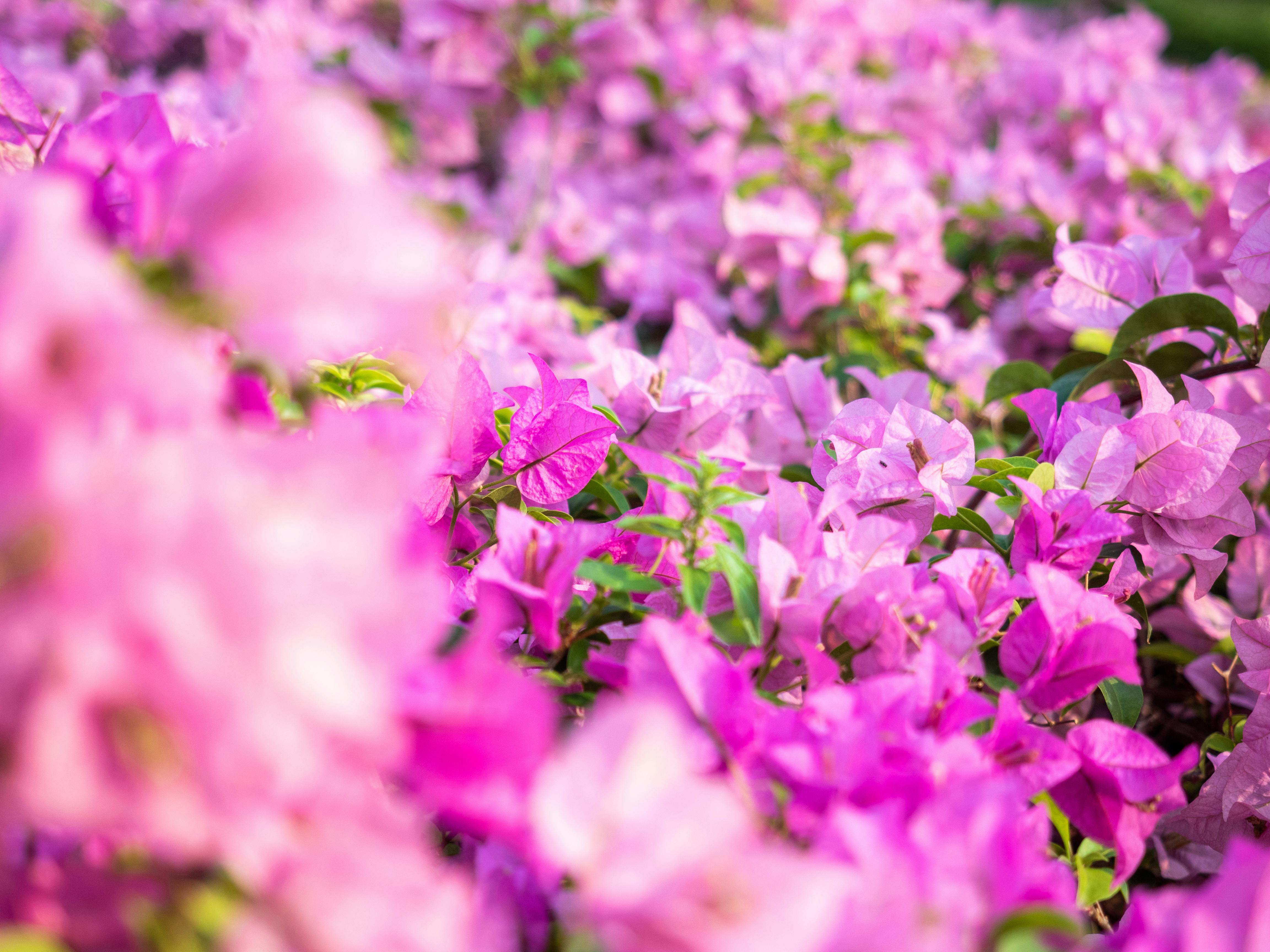Close-up of vibrant pink bougainvilleas in full bloom during summer.