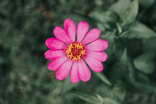 Overhead Shot of a Pink Flower