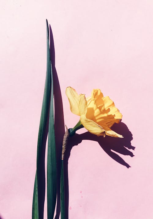 Free Yellow Flower on Pink Background Stock Photo