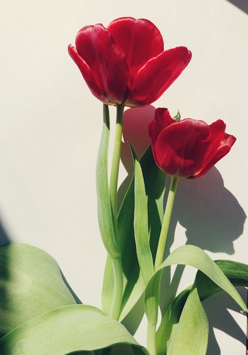Close-Up Photo of White Tulips on a White Textile · Free Stock Photo