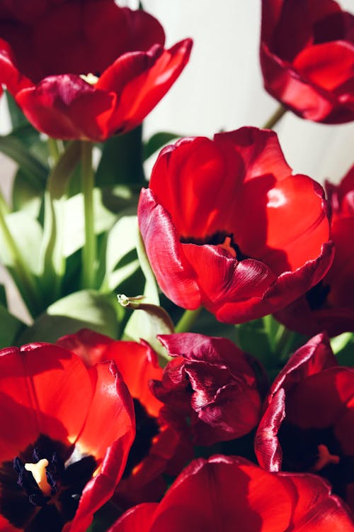 Free Close-Up Photo Of  Red Flowers Stock Photo