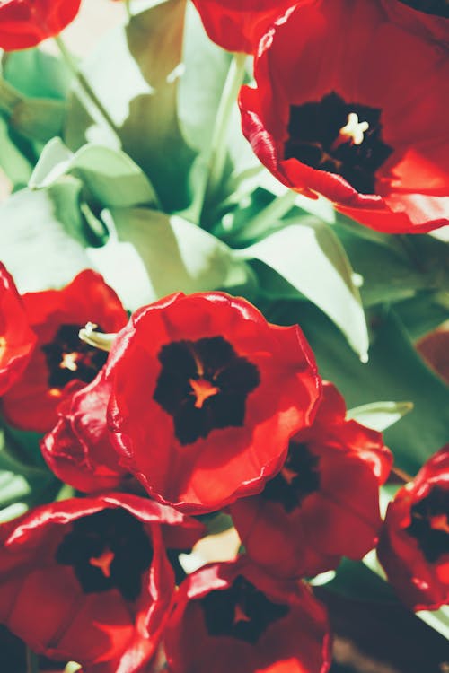 Free Close-Up Photo Of Red Flowers Stock Photo