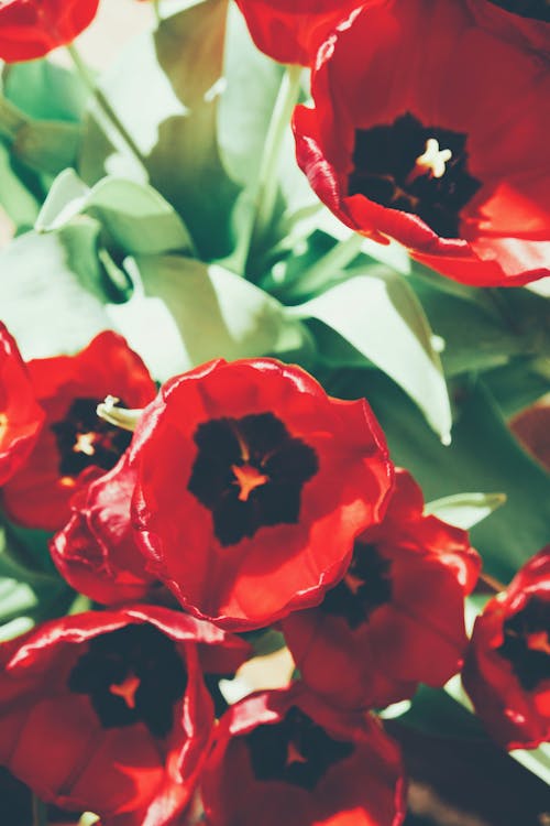 Close-Up Photo Of Red Flowers