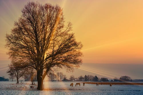 Brown Tree on Snow Covered Ground