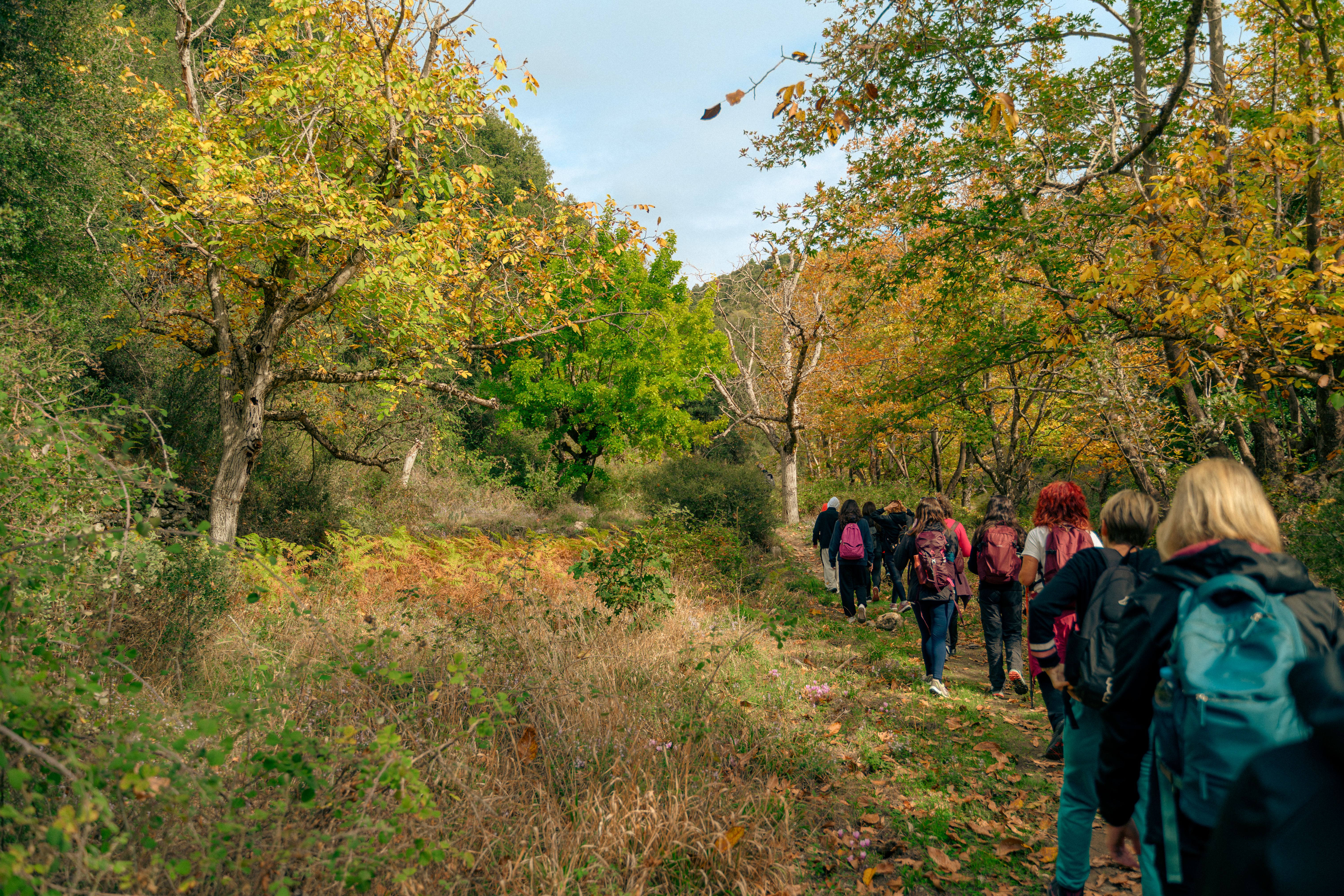 A group of hikers exploring a vibrant autumn forest trail, surrounded by colorful foliage.