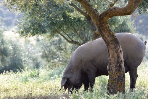 Free stock photo of animal de granja, campo, cerdo Stock Photo