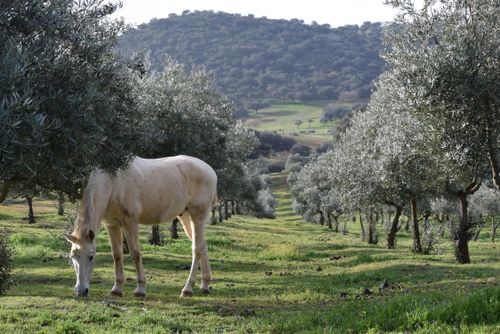 Free stock photo of andalucia, andalusia, animal Stock Photo