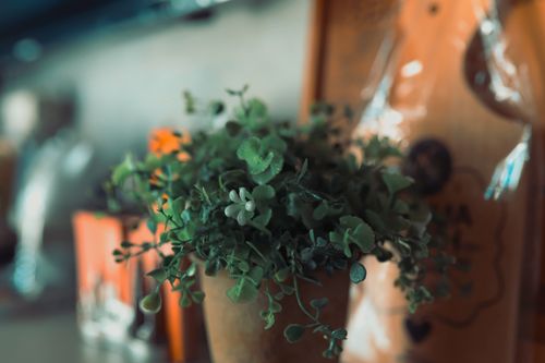 Free A delicate potted plant creating a calming atmosphere in an indoor space. Stock Photo