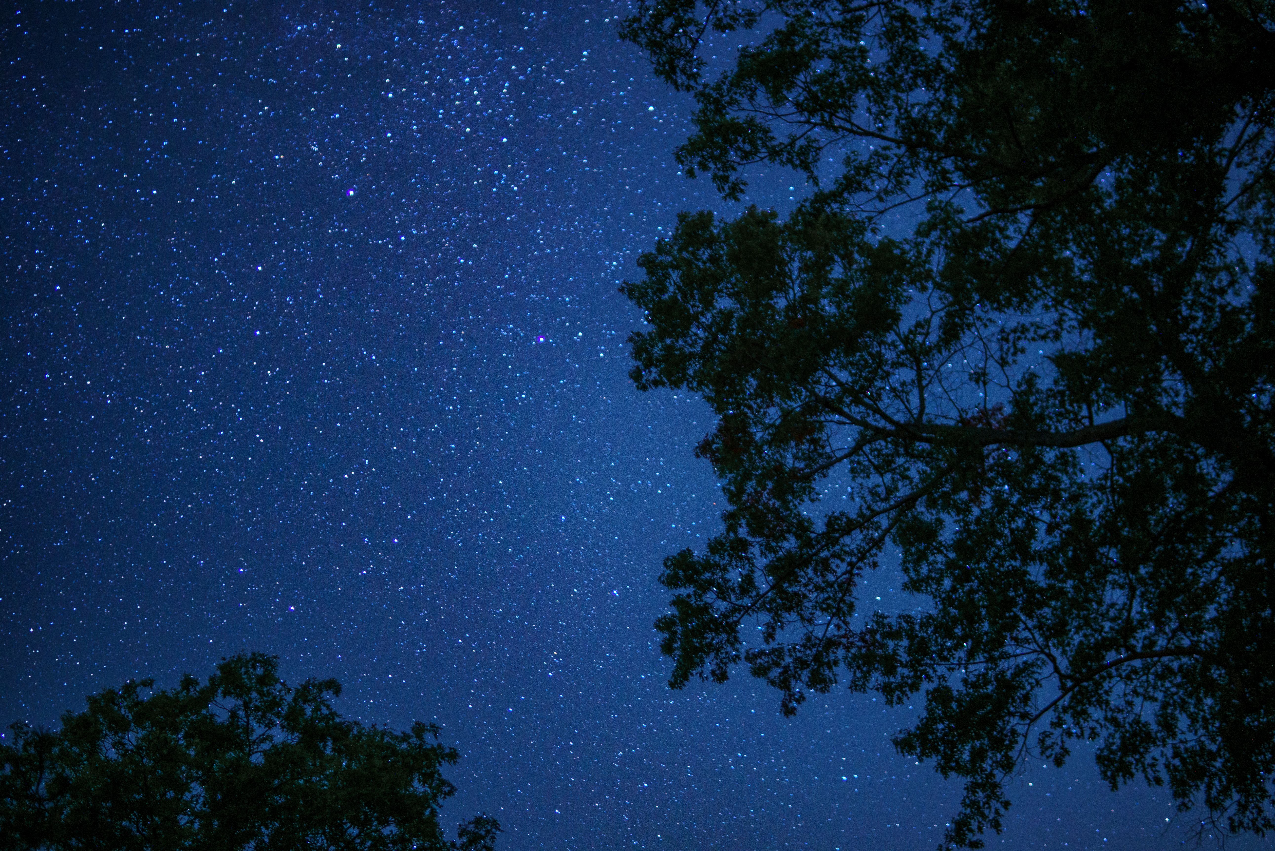 Starry Night Sky Through Tree Silhouettes · Free Stock Photo