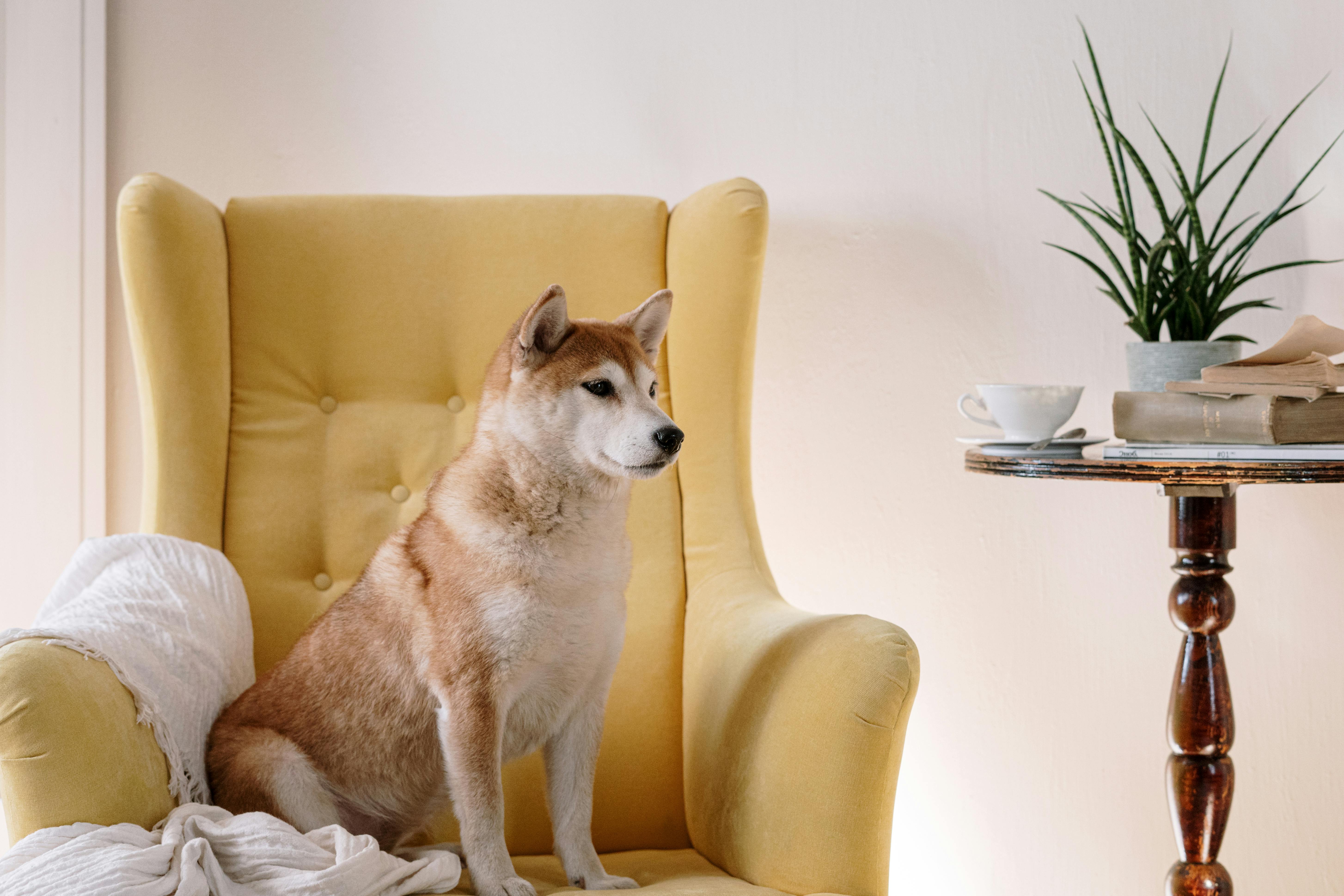 shiba inu sitting on yellow armchair