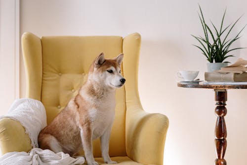 Free Shiba Inu Sitting on Yellow Armchair Stock Photo