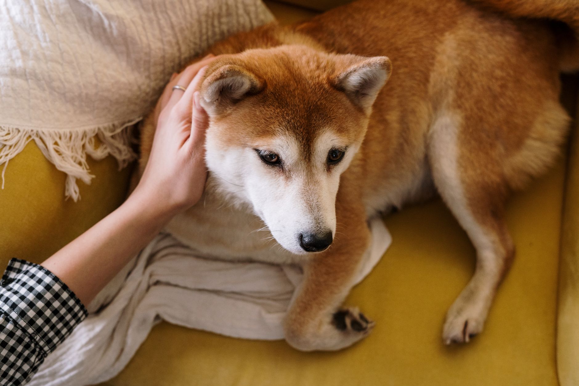A dog undergoing diagnostic blood testing at a veterinary clinic