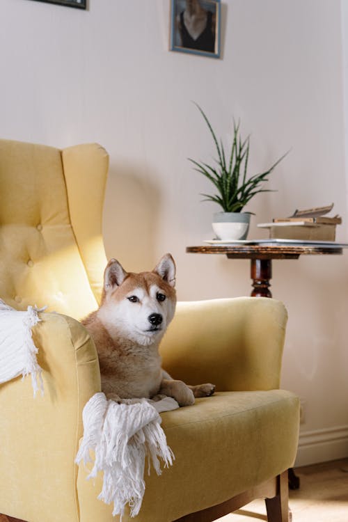 Free Shiba Inu Resting on a Yellow Armchair Stock Photo