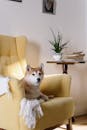 Shiba Inu Resting on a Yellow Armchair