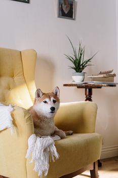 一只可爱的柴犬懒洋洋地躺在室内舒适的黄色扶手椅上，旁边有一株植物