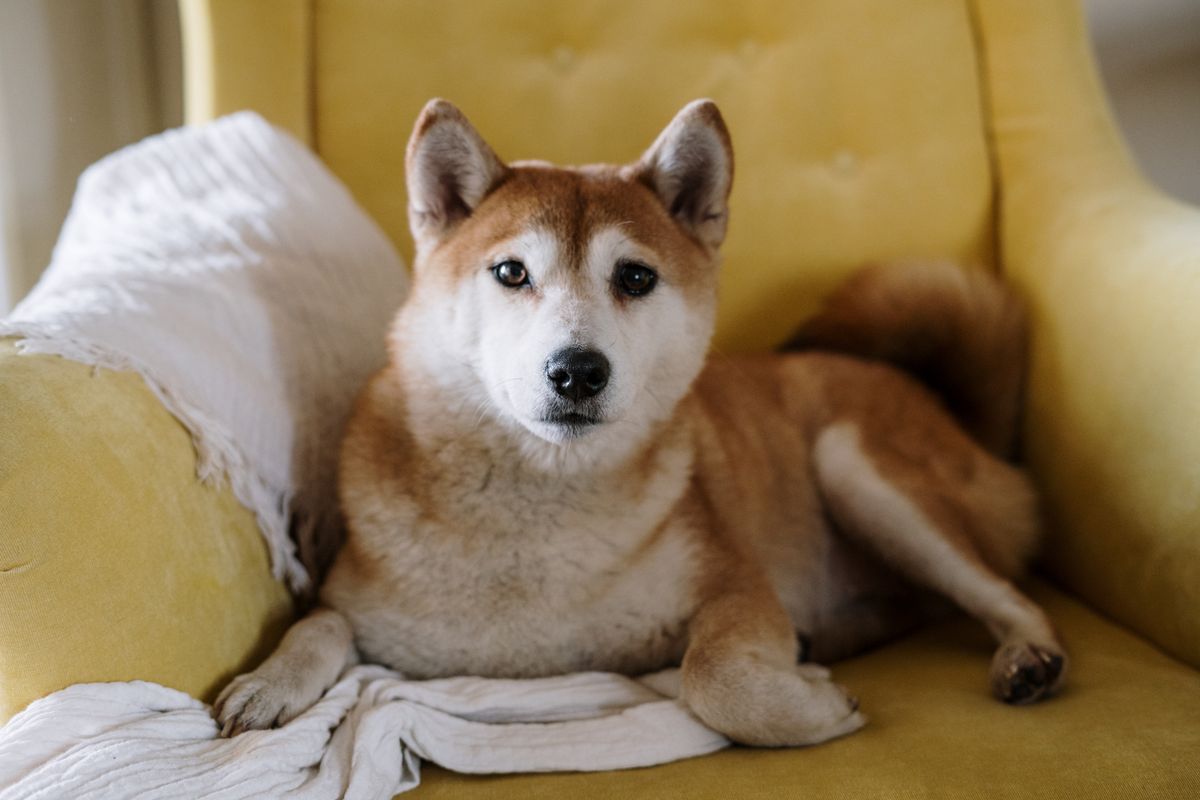 A Shiba Inu rests on a bright chair, showing a vertical furniture surface owners may protect during marking management.