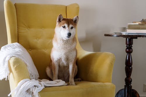 Free stock photo of animal, appartment, armchair Stock Photo