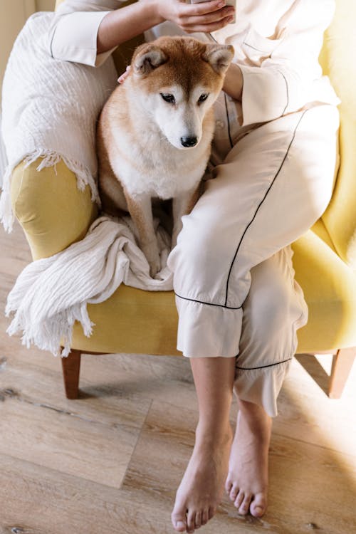 Free stock photo of animal, appartment, armchair