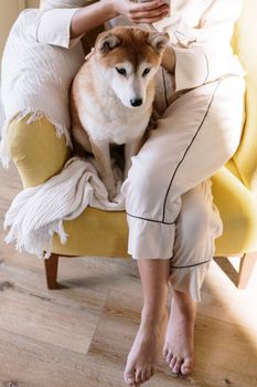 在一个舒适的早晨，一只柴犬和它的主人正悠闲地坐在家中的黄色椅子上