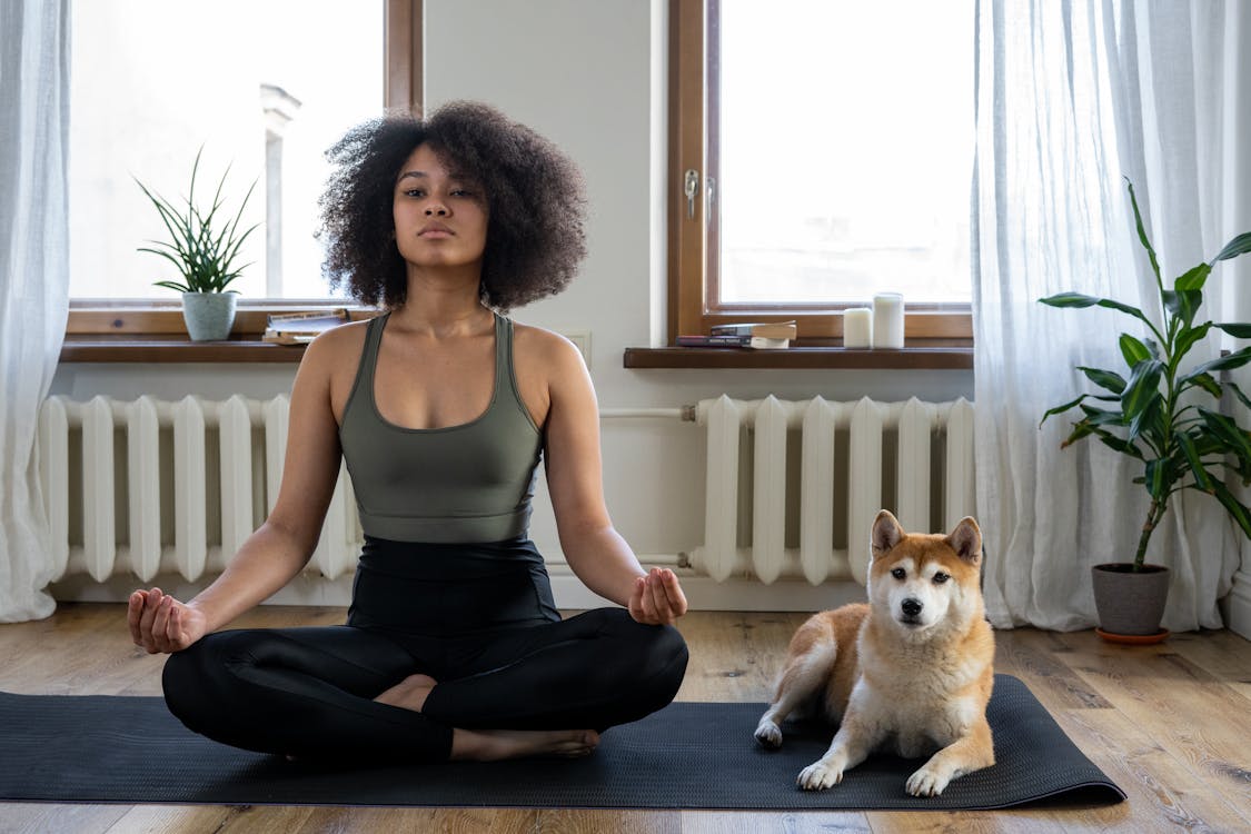 Free stock photo of afro, afro hair, animal