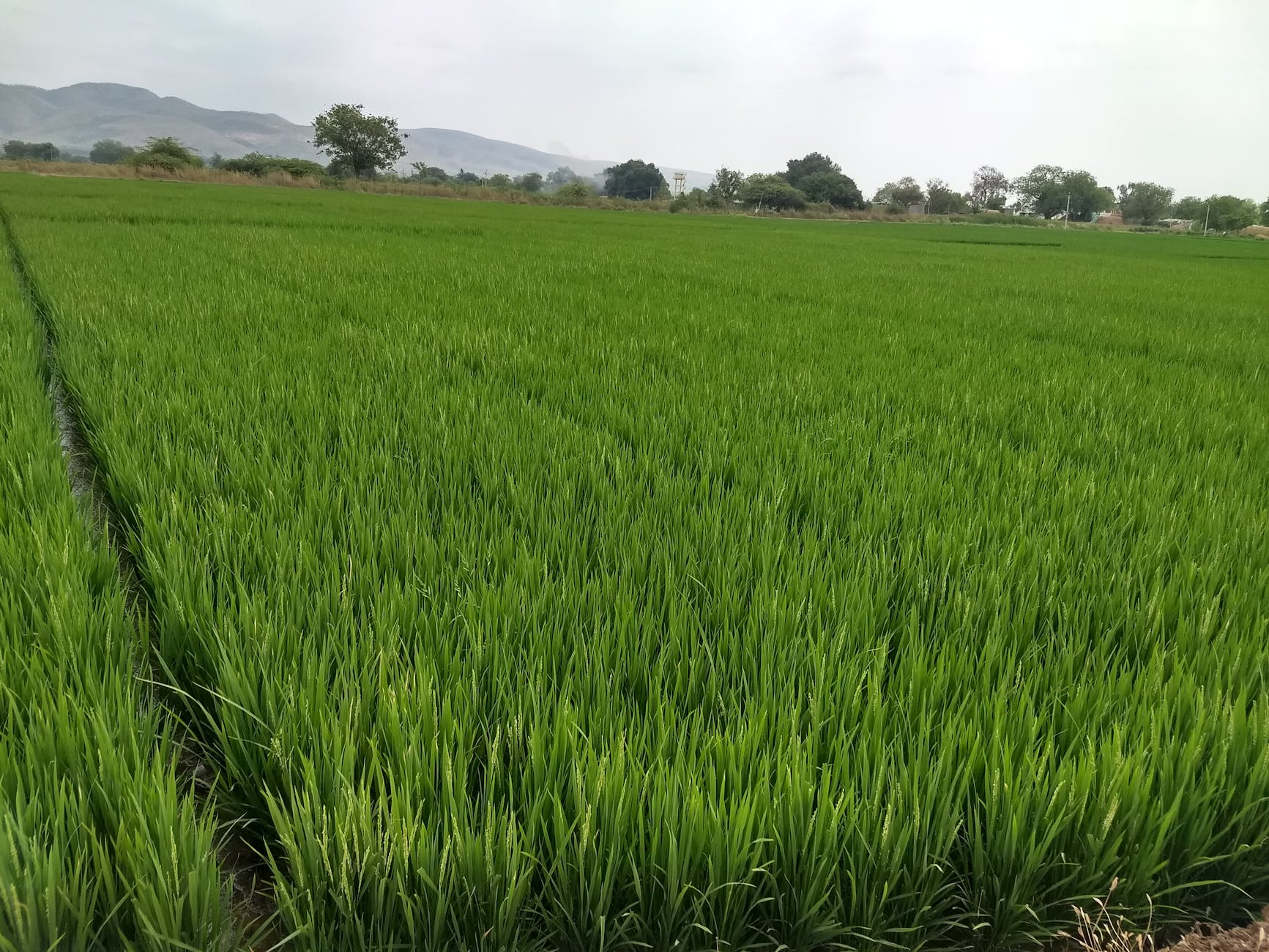 Woman in athletic wear doing a high plank in a bright living room.