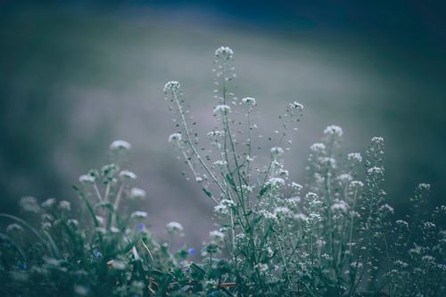 Free Closeup of thin delicate cow parsley wildflowers growing on green meadow in countryside in evening Stock Photo