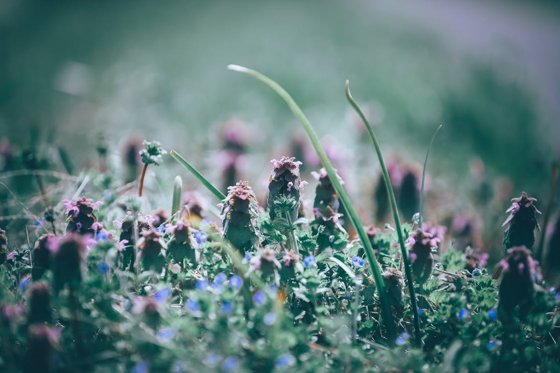 Free Closeup of blooming exotic red dead nettle plant with purple flowers growing in green field Stock Photo