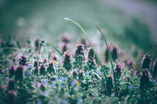 Free Closeup of blooming exotic red dead nettle plant with purple flowers growing in green field Stock Photo