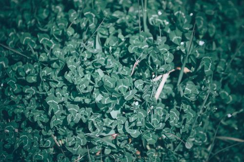 Free From above of lush green Trifoliolate leaves of white clover herbaceous plant growing in garden on sunny day Stock Photo