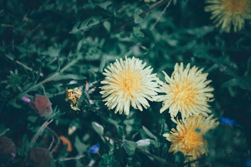 Foto profissional grátis de □ gentil, amarelo, ao ar livre