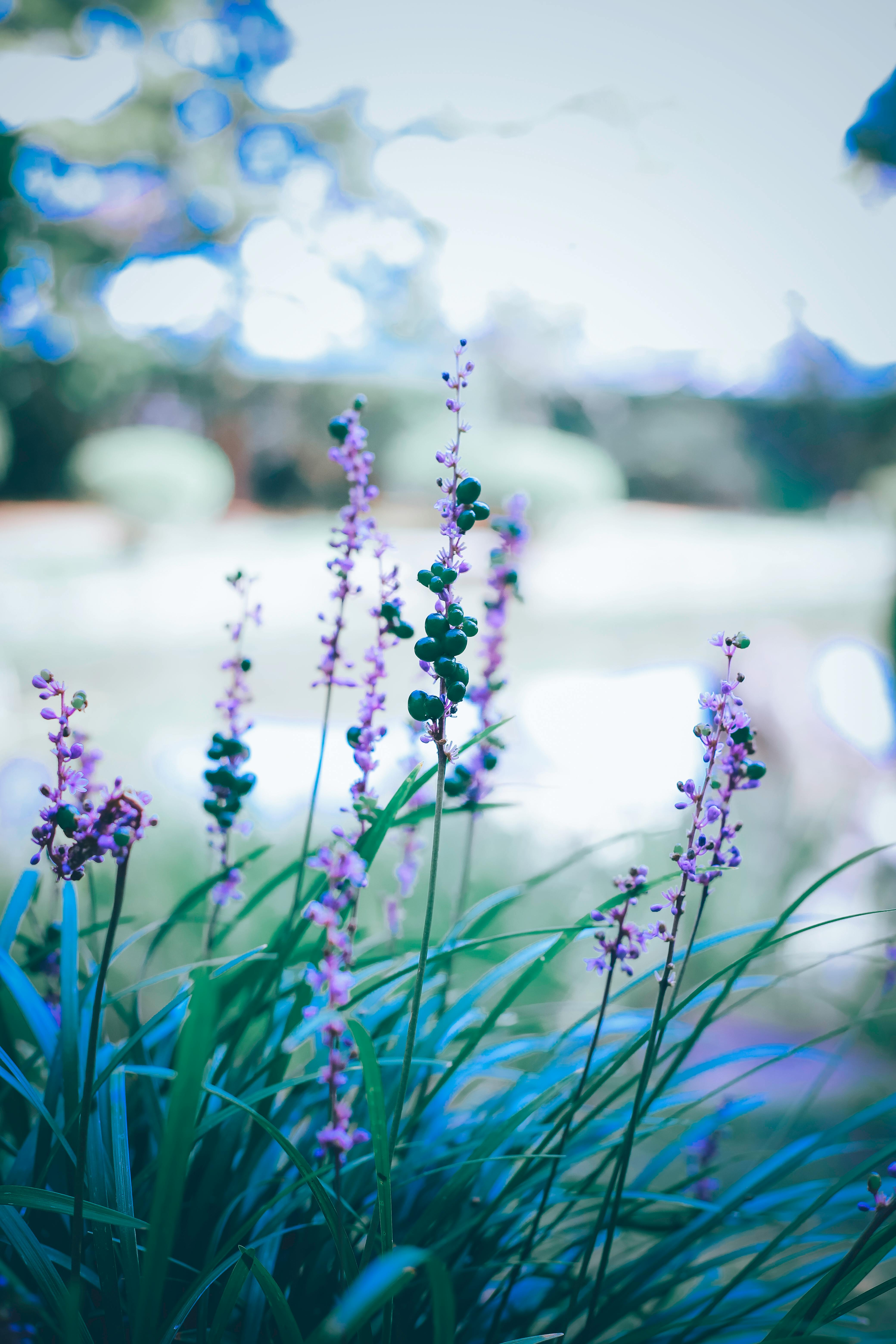 delicate liriope muscari plant with purple flowers on sunny day