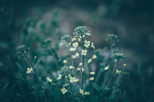 Closeup of thin green stems with small gentle while flowers of shepherd s purse plant growing in wild nature