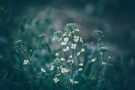 Closeup of thin green stems with small gentle while flowers of shepherd s purse plant growing in wild nature