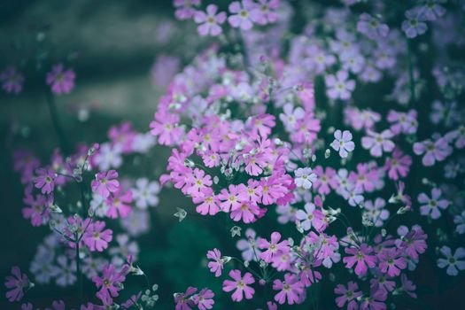 Gentle blooming Silene flowers in spring garden