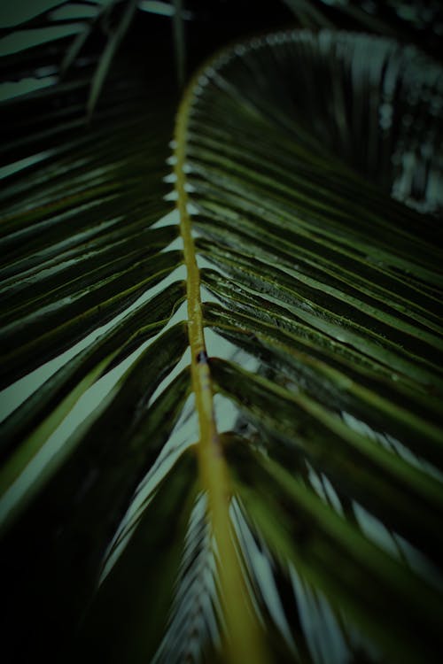 Texture of palm tree green leaf