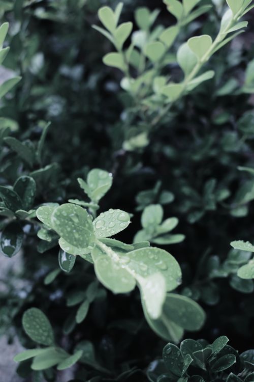 Free From above of Japanese box plant with drops of fresh dew on green leaves growing in garden Stock Photo