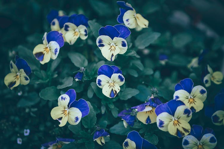 Fresh Flowers Of Viola Cornuta Plant In Greenhouse