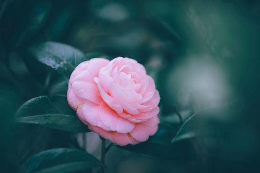 Blooming delicate common camellia in lush green garden