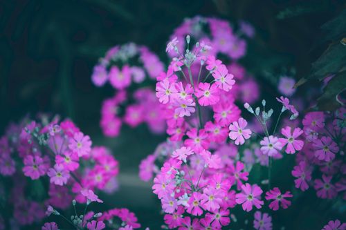 Free High angle of magnificent small vivid pink Japanese primroses blooming in green garden Stock Photo