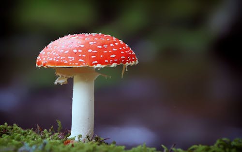 Red and White Mushroom on Green Grass during Daytime