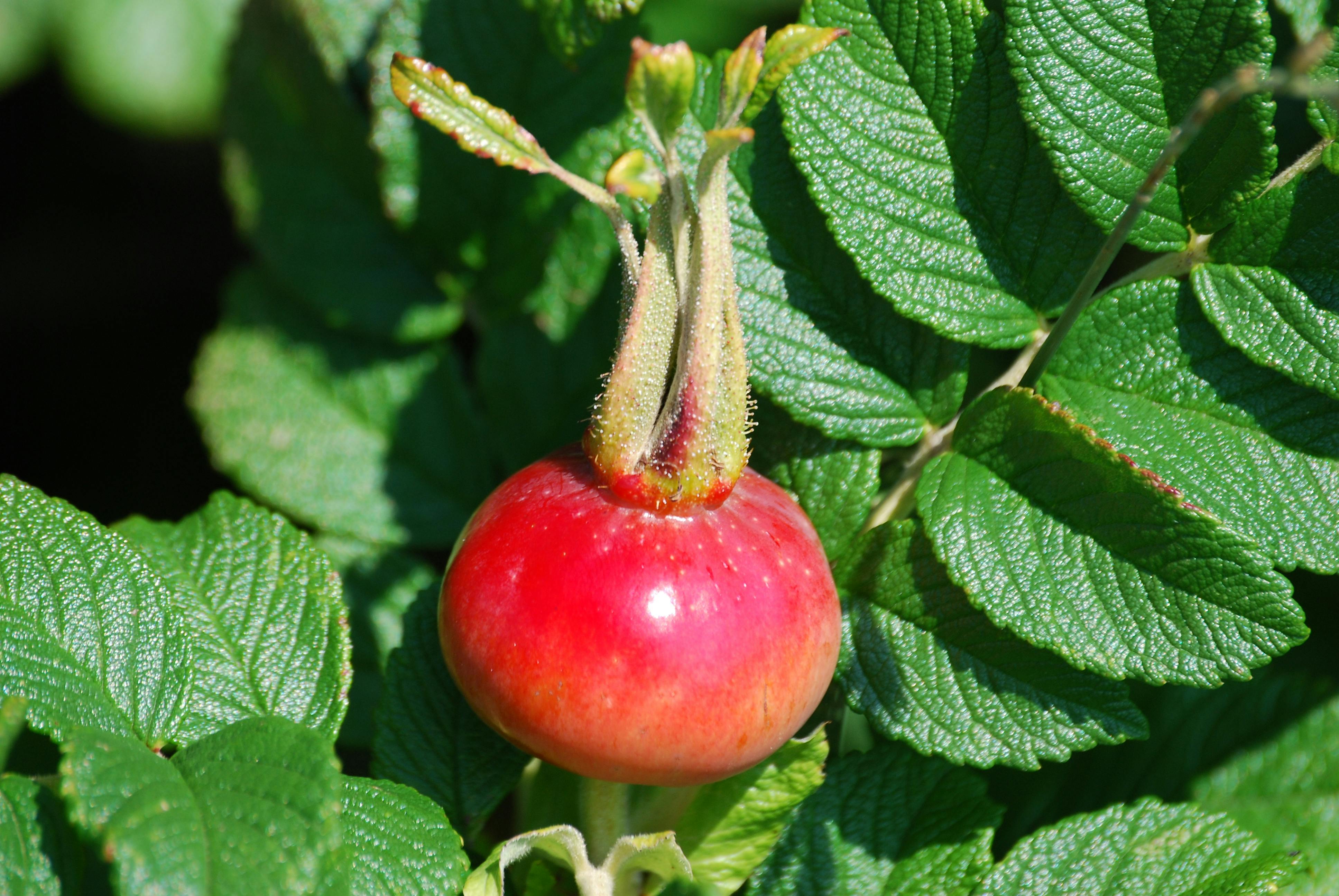 Pessoa treinando em casa com tapete de exercício