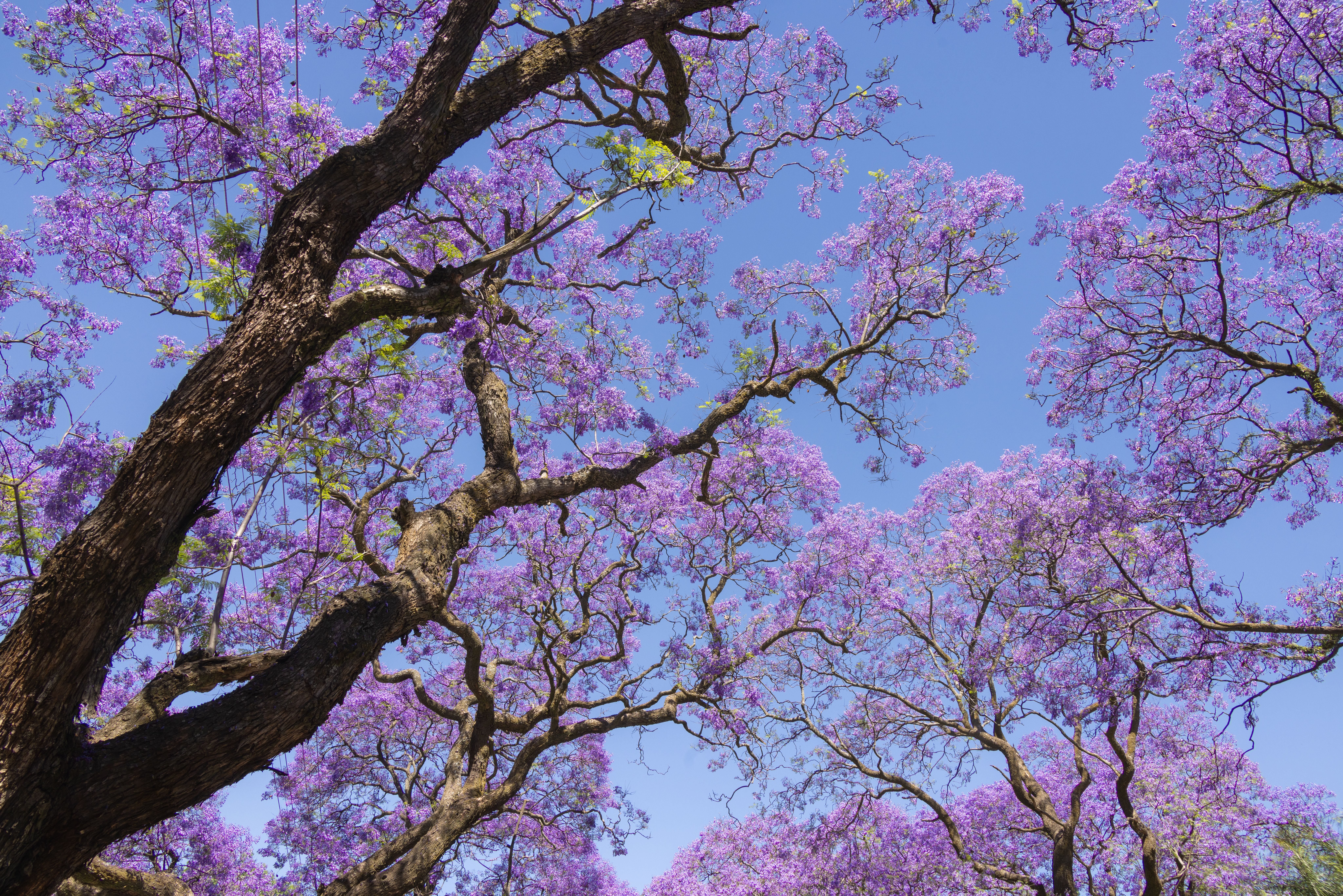 Jacaranda Trees in Full Spring Bloom · Free Stock Photo